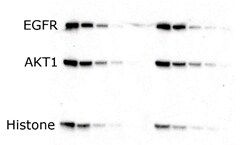 Gel electrophoresis with mPAGE™ Bis-Tris Precast Gels Semi-dry Transfer