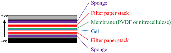 Introduction to Western Blotting Detection of Proteins Western blot transfer assembly