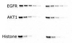 Gel electrophoresis with mPAGE™ Bis-Tris Precast Gels Wet Transfer
