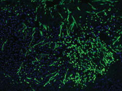 Atto Dyes for Superior Fluorescent Imaging Fluorescent microscopy of human skin tissue section