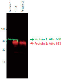 Atto Dyes for Superior Fluorescent Imaging Immunoblot detection of Protein 1 and Protein 2 using two primary antibodies
