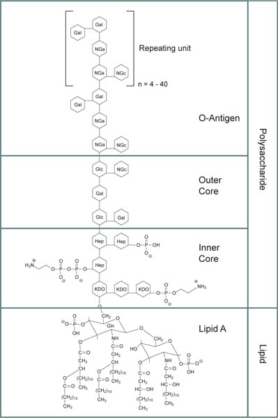bacterial-lipopolysaccharides-structure General structure for bacterial lipopolysaccharides