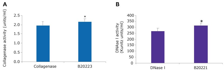 Collagenase -DNase I blend activity A. Bar graph of collagenase activity. Collagenase has an activity of around 2 units/ml, while the blend has activity of over 2 units/ml. This is statistically different as per a t test≤ 0.01. B. Bar graph of DNase I activity. DNase I alone has an activity of around 250 Kunitz units/ml, while the blend has activity of over 300 Kunitz units/ml. This is statistically different as per a t test≤ 0.01.