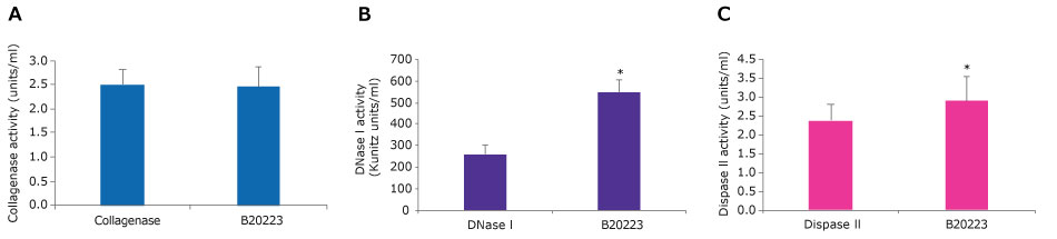Collagenase-DNase I-Dispase II blend activity A. Bar graph of collagenase activity. Collagenase and the Collagenase-DNase I-Dispase II blend have activity of around 2.5 units/ml. This is not statistically different as per a t test≤ 0.01. B. Bar graph of DNase I activity. DNase I has an activity of around 250 Kunitz units/ml, while the Collagenase-DNase I-Dispase II blend has activity of around 550 Kunitz units/ml. This is statistically different as per a t test≤ 0.01. C. Bar graph of Dispase II activity. Dispase II has an activity of around 2.5 units/ml, while the Collagenase-DNase I-Dispase II blend has activity of over 2.5 units/ml. This is statistically different as per a t test≤ 0.01