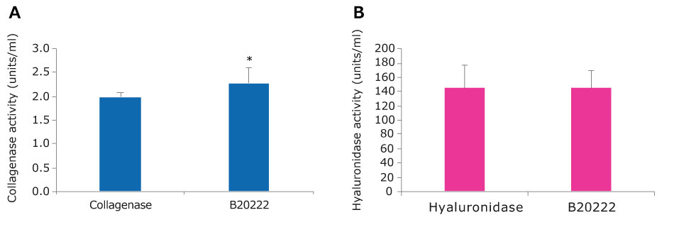 Collagenase-Hyaluronidase blend activity A. Bar graph of collagenase activity. Collagenase has an activity of around 2 units/ml, while the Collagenase-Hyaluronidase blend has activity of over 2 units/ml. This is statistically different as per a t test≤ 0.01. B. Bar graph of hyaluronidase activity. Hyaluronidase and the Collagenase-Hyaluronidase blend have an activity of around 140 units/ml. This is not statistically different as per a t test≤ 0.01.