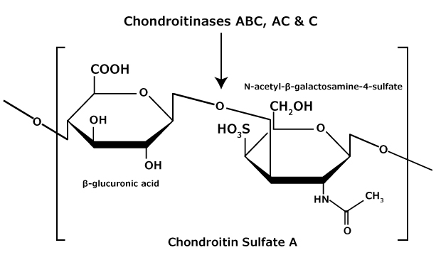 Chondroitin Sulfate A Chemical Structure The chemical structure of chondroitin sulfate A glycosaminoglycan that contains an alternating copolymer β-glucuronic acid-(1‑3)-N-acetyl-β-galactosamine-4‑sulfate.