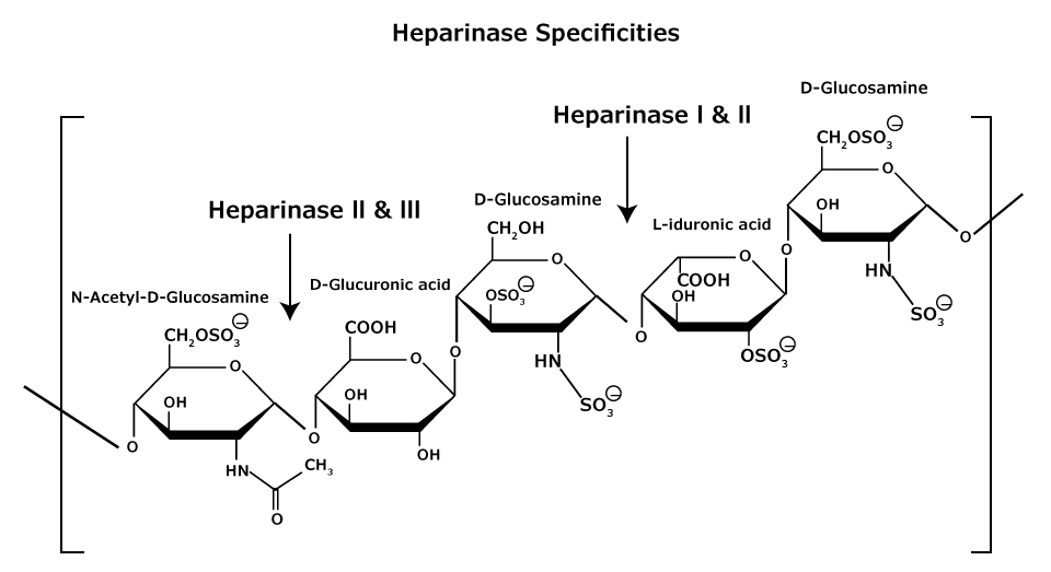 Heparan and Heparin Chemical Structure Showing Heparinase Specificities The chemical structure of heparan and heparin glycosaminoglycans that consist of heterogeneous mixtures of repeating units of D-glucosamine and L-iduronic acids or D-glucuronic acids, sulfation at each residue may vary. Shows the specificities of heparinase I, II, and III.