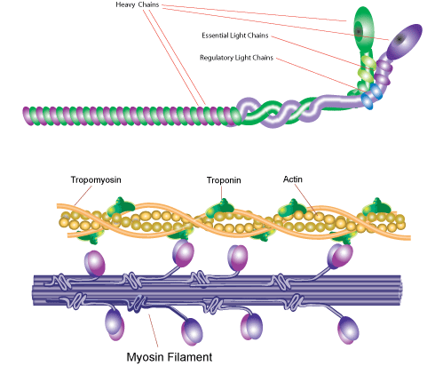 Myosin 肌球蛋白(Myosin)