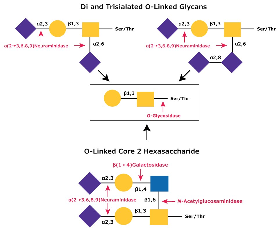 Diagram showing the hydrolysis of O-linked Core 2 hexasaccharide and di and trisialated O-linked glycans that require, in addition to α-(2→3,6,8,9)-neuraminidase, a β(1→4)-specific galactosidase and an N-acetylglucosaminidase.