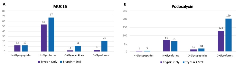 Graphs showing the number of N-linked and O-linked glycopeptides and glycoforms identified after treatment of Podocalyxin and MUC16 by Trypsin only and by Trypsin + Mucinase StcE (Product No. SAE0202). Treatment with Mucinase StcE helped identify more N-glycopeptides, N-glycoforms, O-glycopeptides, and O-glycoforms except for N-glycopeptides in MUC16 which was equal and N-glycoforms in Podocalyxin which had less with treatment. 