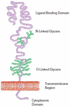 Cholesterol tansportl ldl receptor LDL受体。