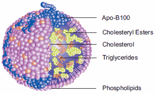 Cholesterol tansportl lipoprotein 低密度脂蛋白。