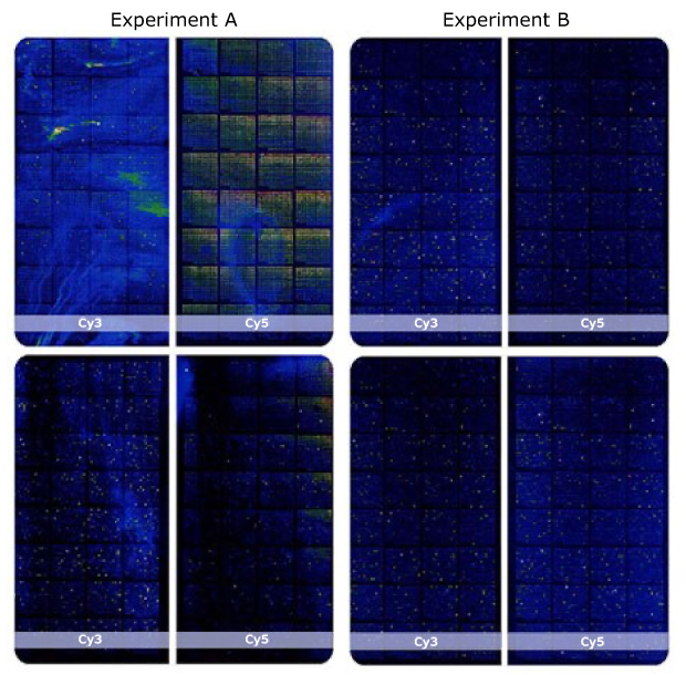 Comparison of DNA Microarrays Using Two Different Water Qualities. ): Comparison of DNA microarrays labelled with Cy3 and Cy5 fluorescent dyes and obtained using two different water qualities. Experiment B on the right shows lower background signaling versus Experiment A on the left.