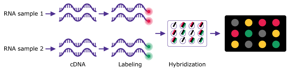 Steps of a DNA Microarray Experiment DNA microarray schematic showing RNA sample 1 and 2 undergoing reverse transcription into cDNA, color labeling with red and green respectively, hybridization onto a microarray, and final visualization as colored dot array.