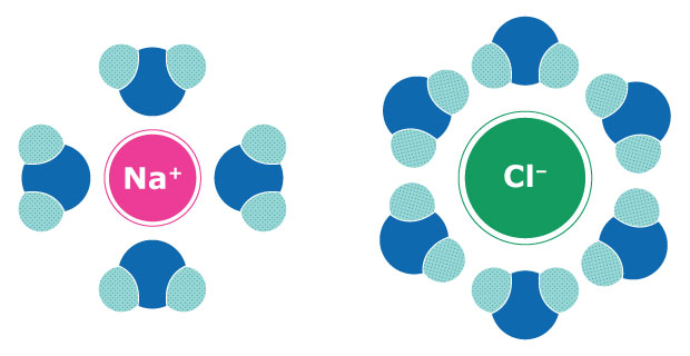 Interaction of water molecules with sodium and chloride ions Illustration showing the interaction of water molecules with negatively charged chloride ions (Cl-) and positively charged sodium ions (Na+), highlighting how water molecules surround each ion.