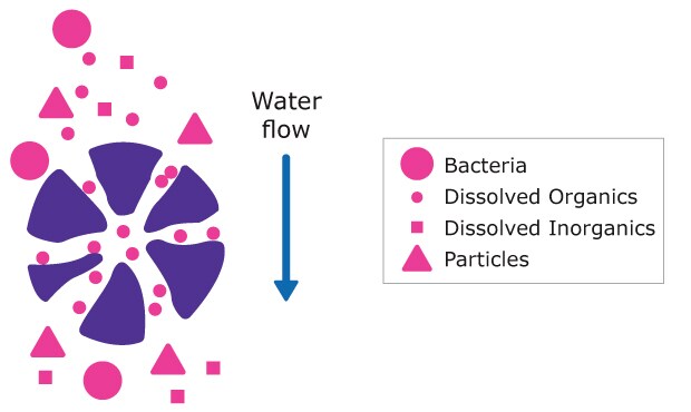 Illustration of water purification by activated carbon showing the selective removal of organic molecules (represented as small pink circles) from water. 
