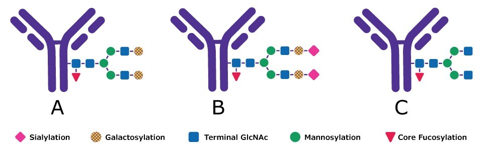 Glycan structure of monoclonal antibodies mAbs are modified by the addition of a variety of glycans. The image shows different possible modifications achieved with a targeted feeding strategy including terminal galactosylation, sialylation, and terminal N-acetylglucosamine.