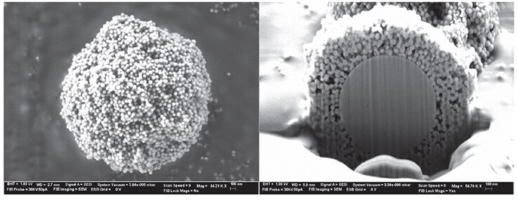 Two scanning electron microscope (SEM) panels of the BIOshell™ IgG 1000 Å C4 SPP particle. The left panel shows the particle’s porous outer layer, appearing as a rough, textured surface. The right panel is a cutaway view, revealing a solid, non-porous silica core that contrasts with the rugged exterior shell. Data courtesy of Advanced Materials Technology (AMT). Two scanning electron microscope (SEM) panels of the BIOshell™ IgG 1000 Å C4 SPP particle. The left panel shows the particle’s porous outer layer, appearing as a rough, textured surface. The right panel is a cutaway view, revealing a solid, non-porous silica core that contrasts with the rugged exterior shell. Data courtesy of Advanced Materials Technology (AMT).