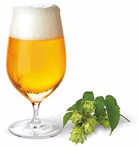 Calcium in Beer A clear glass of beer with a frothy head on top, next to a small bunch of green hops with leaves on a white background. The beer is golden in color, suggesting it may be a pale ale or lager, and the hops are likely used as an ingredient in the brewing process.