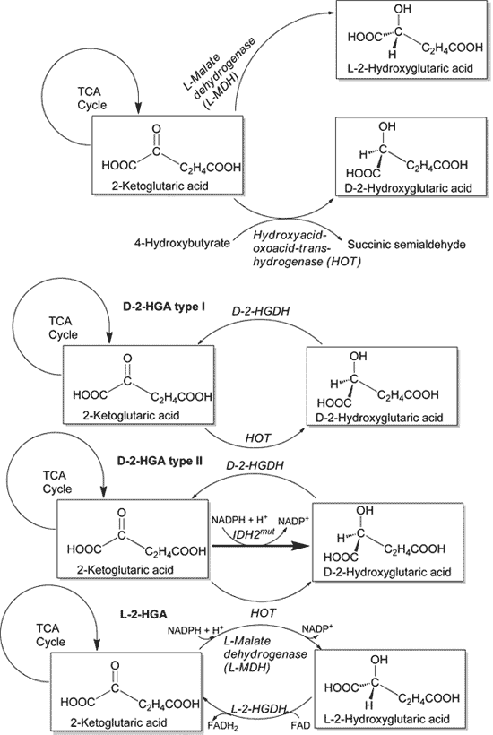 Hydroxyglutaric Acid Metabolism Hydroxyglutaric Acid Metabolism