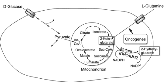 Cancer Cell Metabolism Cancer Cell Metabolism