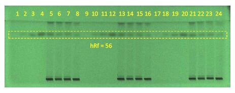 A developed High-Performance Thin-Layer Chromatography (HPTLC) plate under ultraviolet light at 254 nm. The plate displays a series of numbered bands from 1 to 24, indicating different sample spots. A dashed rectangle highlights an area with the text ‘hRf = 56’ below it, suggesting the measurement of a particular spot’s retention factor.