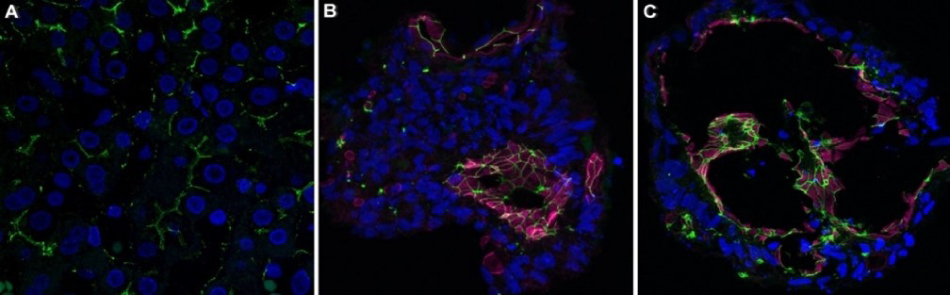 All three images show lots of small circles that represent the nuclei and small lines that traverse the image representing the membrane staining. In images B and C thicker lines that represent the actin cytoskeleton in the colon organoid sections.