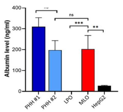 Albumin levels Graph showing that the level of albumin activity is comparable to primary hepatocytes and is significantly different from liver progenitor organoids.