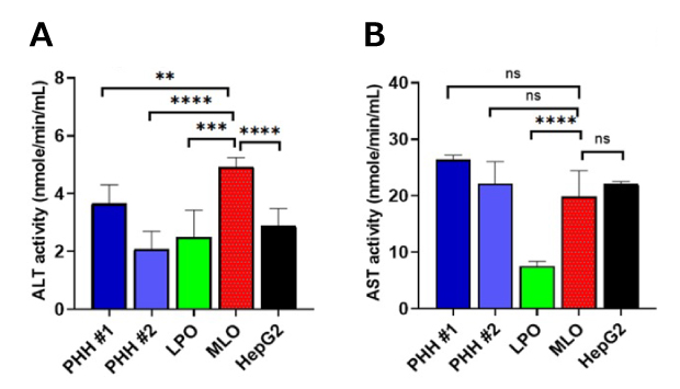 ALT and AST Assay MLO AST and ALT activity is comparable to other hepatocytes and is significantly different from the liver progenitor organoids.