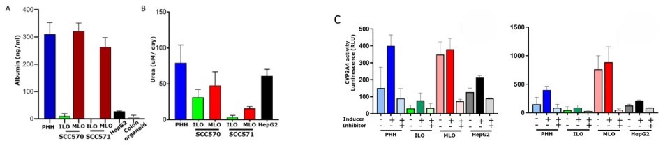 CYP3A4 Activity hree graphs indicating various levels of activity for three separate CYP3A4 enzymes in mature liver organoids. The mature liver organoids have comparable CYP3A4 activity to primary hepatocytes and HepG2 cells.