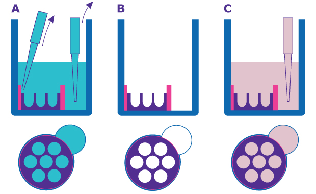Millicell Microwell plate schematic Schematic of how to prepare Millicell Microwell plates. Remove the shipping buffer using a pipette, then add the desired growth medium. Cross-section of the well from the side shows the microwells to the left and the pipetting port to the right. Top cross section shows the microwells within the wells and the adjacent pipetting port.