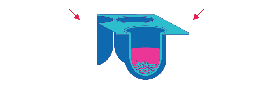 Cartoon representation of the co-culture of MCF-7 cells and fibroblasts, allowing them for form organoids. Cartoon representation of the co-culture of MCF-7 cells and fibroblasts, allowing them for form organoids.