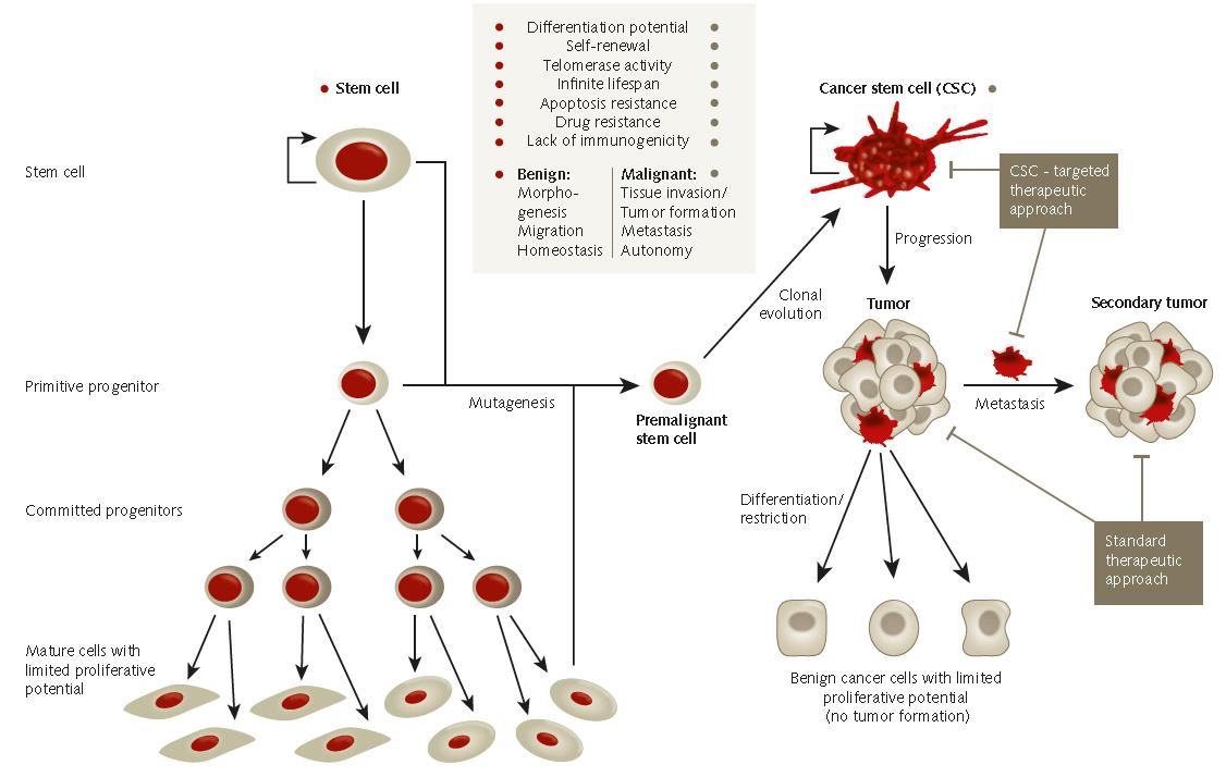 Tumor Spheroid Formation Assay The cancer stem cell hypothesis