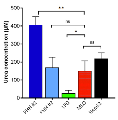 Urea levels in mature liver organoids Graph of the urea levels in mature liver organoids, which are at levels comparable to primary hepatocytes and HepG2 cells and are significantly different from liver progenitor organoids.