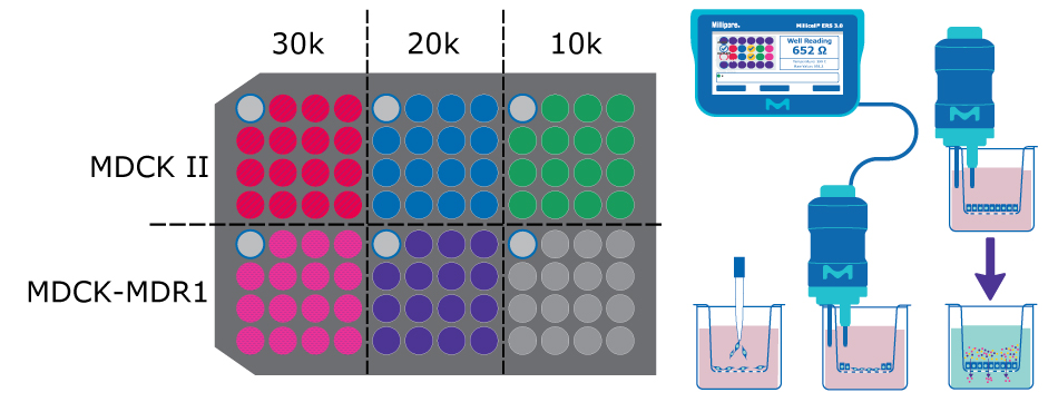 MDCK Assay Protocol On the left, a plate map broken into six sections for the different seeding densities and cell types. On the right, a diagram the assay protocol including seeding the cells and TEER readout.