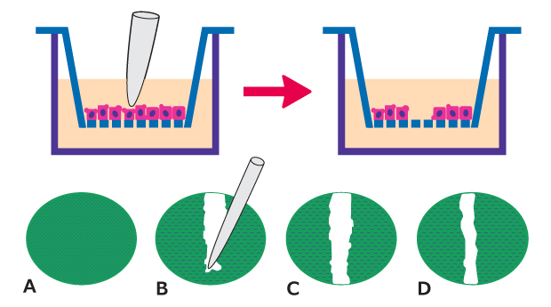 Scratch wound assay At the top, a cut look at a well with cells on a insert being scratched to form the space for cells to migrate. On the bottom, an overhead look at the scratch wound assay.