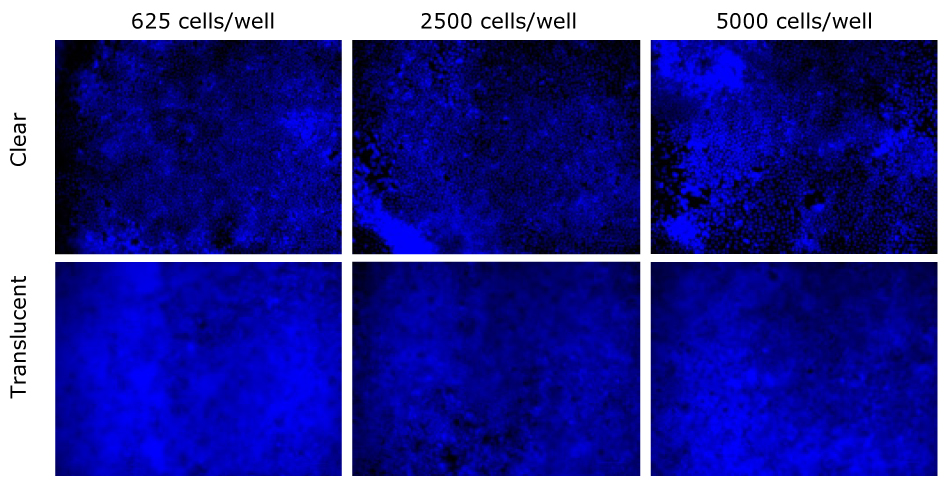 Caco-2 nuclei stained with DAPI Caco-2 nuclei were stained with DAPI after 24 days and compared between clear and translucent Millicell® membranes. They were stained for three seeding densities 625, 2500, and 5000 cells/well. Nuclei were more clearly visible on clear Millicell® inserts than translucent.