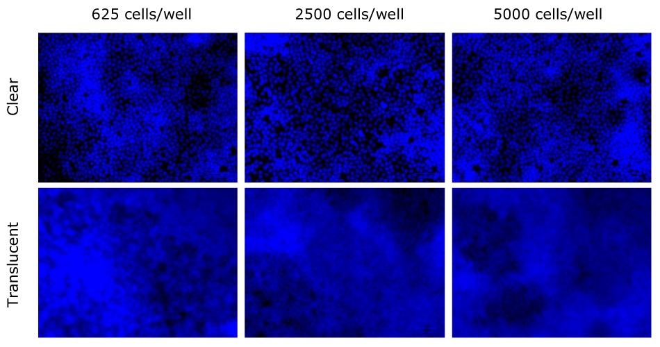 MDCK II nuclei stained with DAPI MDCK II nuclei were stained with DAPI after 7 days and compared between clear and translucent Millicell® membranes. They were stained for three seeding densities 625, 2500, and 5000 cells/well. Nuclei were more clearly visible on clear Millicell® inserts than translucent.