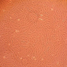 Rat Dermal Fibroblasts (RDF) Culture Protocol Rat Dermal Fibroblasts (RDF)