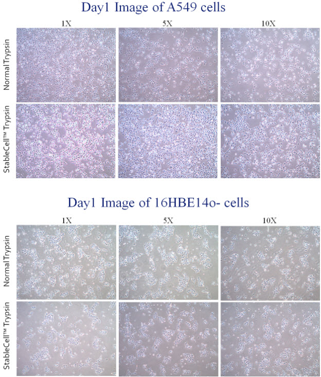 StableCell™ Trypsin vs Normal Trypsin