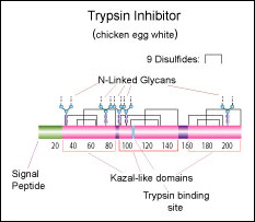 Trypsin inhibitor (chicken egg white)