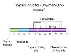 Trypsin inhibitor (Bowman-Birk) (soybean)
