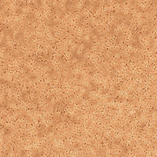 Human Mononuclear Cells – Periphery Blood Human Mononuclear Cells – Periphery Blood