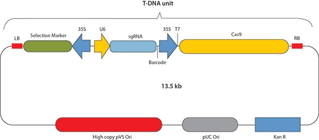 Print 用于农杆菌介导的转化的CRISPR/Cas9构建体的基本结构。