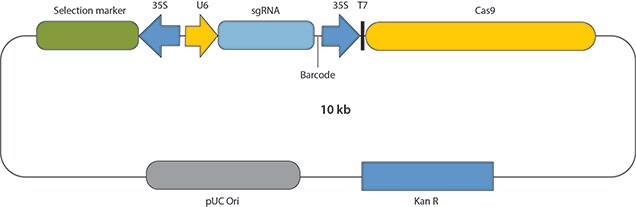 Print 用于基因枪或原生质体转化的CRISPR/Cas9构建体的基本结构。