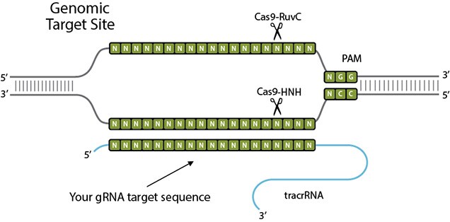 ZFN mediated targeted genome editing image CRISPR基因组靶标位点