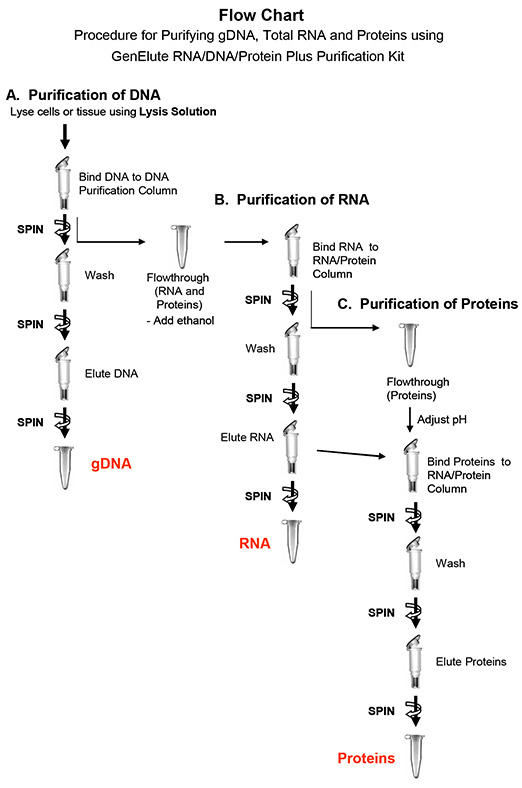 GenElute RNA/DNA/Protein Plus Purification Kit (E5163) - Technical Bulletin Procedure for Purifying gDNA