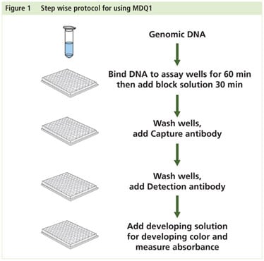 Imprint Methylated DNA Quantification Workflow Imprint Methylated DNA Quantification Workflow