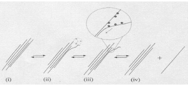 The proposed mechanism for isolating nanotubes from bundles, featuring four steps labeled (i) to (iv). Step (i) shows bundled nanotubes, step (ii) indicates initial separation, step (iii) highlights interaction with a separating agent, and step (iv) depicts the final isolated nanotubes.