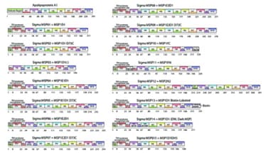 Membrane Scaffold Protein Constructs Membrane Scaffold Protein Constructs